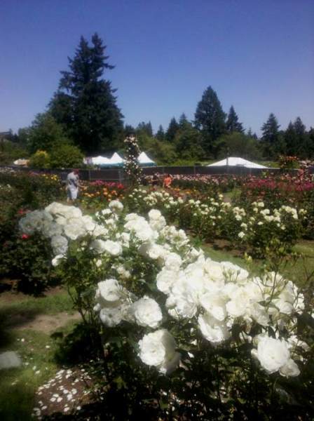 Portland Rose Garden Photo by LorriE