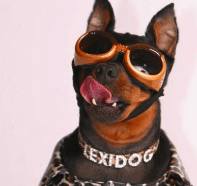 Lexidog canine in sunglasses
