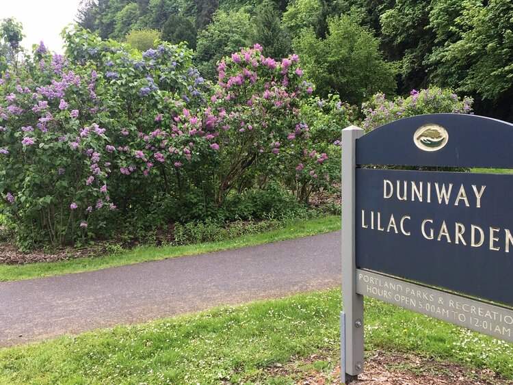 Entrance to the Duniway Lilac Garden