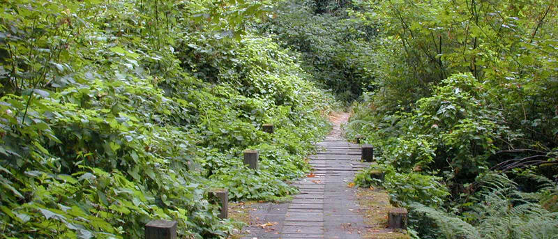 Picture of the Marquam Trail